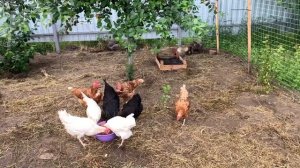 Куры легорн , ломан браун доминант