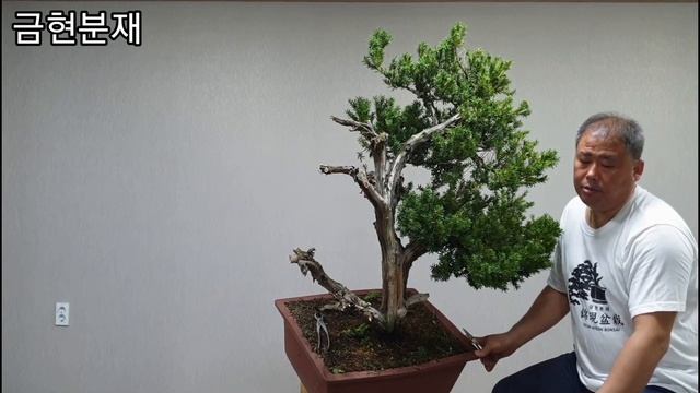 [금현분재] 주목 분재 개작-1 순자르기 Taxus cuspidata (Yew) bonsai demo Part.1 /분재/盆栽/Bonsai смотреть онлайн