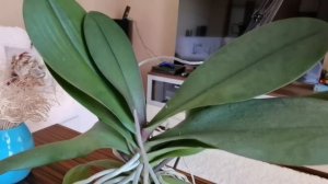 ВОСТОРГ ОТ ОРХИДЕИ РОЗЕТТА./ НЕ ОРХИДЕЯ, А ПЕСНЯ ЛЕТНЯЯ./ ЭТА ДЕВОЧКА УМЕЕТ ОЧАРОВЫВАТЬ.