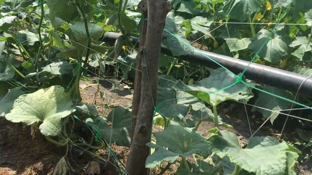 Мульчирование огурцов - результат! (с субтитрами) смотреть онлайн