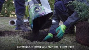 Как посадить МОЖЖЕВЕЛЬНИК на участке? Пошаговая инструкция