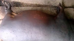 Как правильно смолить  Вьетнамскую свинью в домашних условиях