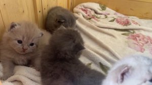 Will tiny kittens have a courage to step into the big world