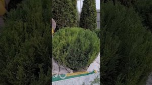 Стрижка можжевельника Сабина, Минт Джулеп в виде природного камня.