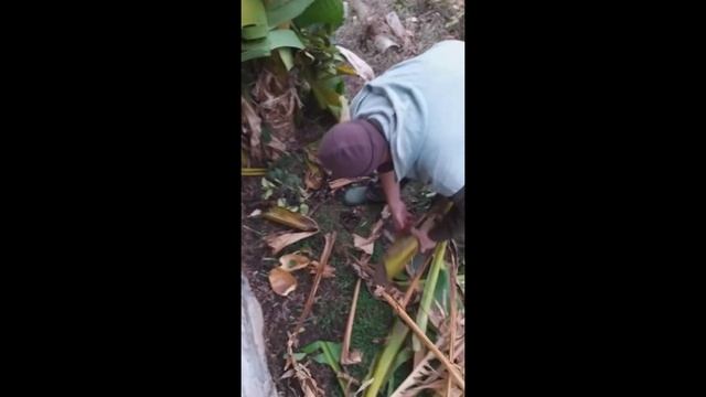?Зазимяване на банан Musa basjoo Preparing cold hardy banana for the winter #двор #растения #градин смотреть онлайн