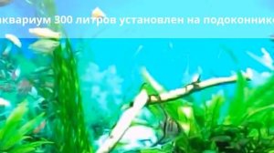 аквариум 300 литров на подоконнике