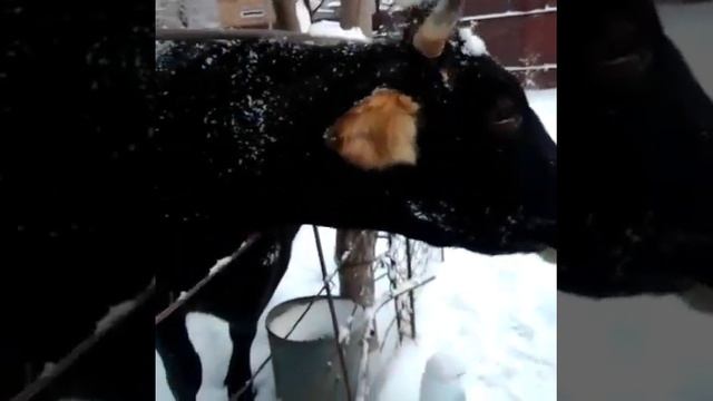 Алатауская порода коров!Швицкая? смотреть онлайн