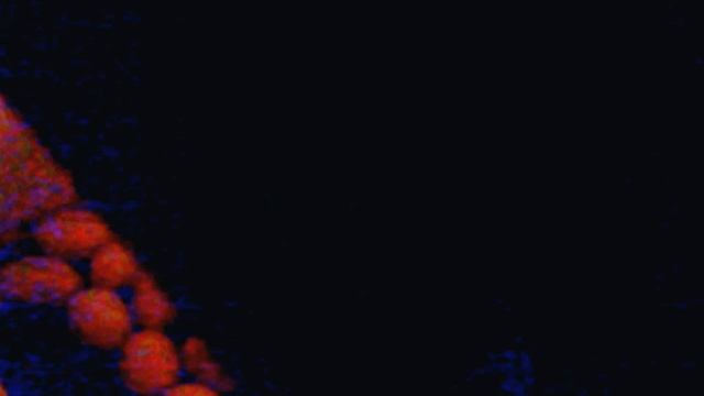 Инкубация мускусных утят. Овоскопирование яиц на 8-е сутки. Часть 1 смотреть онлайн