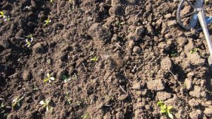 Скифское поселение/ Поиск с металлоискателем/ Черняховская культура/ Поиск монет