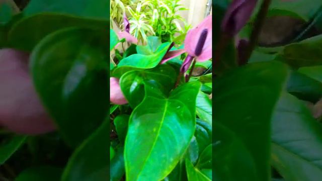 Anthurium plant