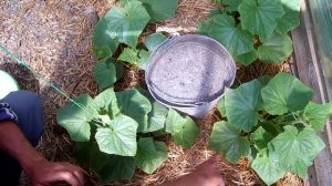 Калийная подкормка огурцов когда и зачем делать