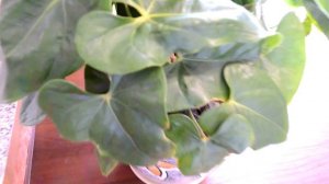 НЕ ЦВЕТЕТ АНТУРИУМ? ЖЕЛТЕЮТ И СОХНУТ ЛИСТЬЯ? АНТУРИУМ В ДОМАШНИХ УСЛОВИЯХ!