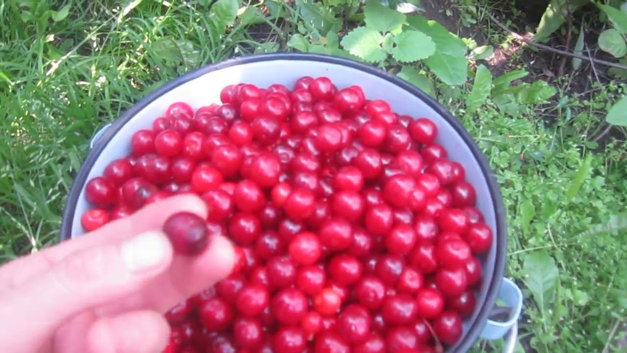 ОМСК. ВИШНЕВЫЙ ГОД В СИБИРИ. ВИШНИ ЗАВАЛИСЬ! смотреть онлайн