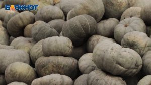 «Красивая не значит вкусная»: ростовский фермер – о том, как правильно выбрать тыкву и не ошибиться