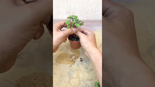 MINI PORTULACARIA ESQUEJE 😍💚🌱👶🏻