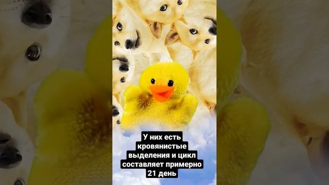 как проходят месячные у собак