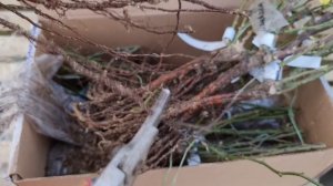 КУПИЛИ НОВЫЕ РОЗЫ? Подготовьте их к посадке ПРАВИЛЬНО! Что ОБРЕЗАТЬ и в ЧЁМ ЗАМАЧИВАТЬ