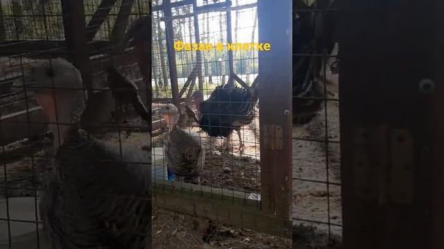 Фазан в клетке смотреть онлайн