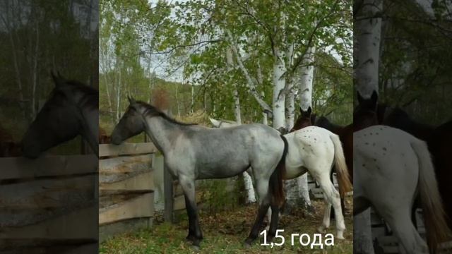 Как меняется масть лошади / ЧАЛАЯ смотреть онлайн