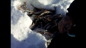 Поиск окуня зимой на незнакомом водоеме.