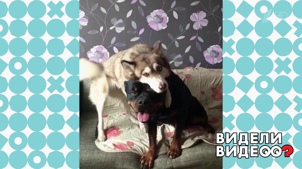 Хаски в обнимку с ротвейлером. Видели видео? Фрагмент выпуска от 22.12.2019
