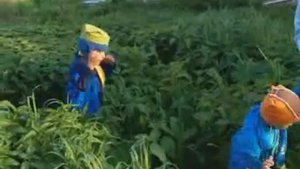 Малыши не боятся крапивы