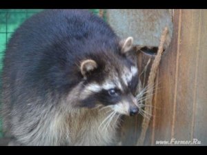 Еноты в питомнике ДонЗоо