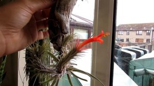 Tillandsia Funkiana Air plant in beautiful Flower