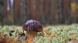 Фото белых грибов и боровиков. Грибы Костромской области, сентябрь 2018. Релакс под спокойную музык