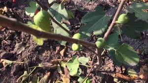 Инжир. Три секрета выращивания инжира в одном видео.