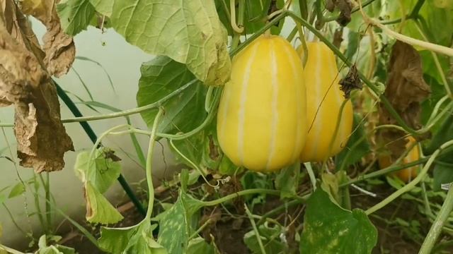 Безпроблемная Суперранняя дыня ШАМОЭ В ПОДМОСКОВЬЕ в августе 2021 года! смотреть онлайн