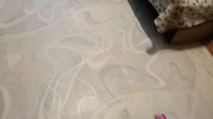 той терьер, той терьер мини, собака, Той терьер