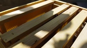 4. Миниулей. Пчёлы ограничивают матку?