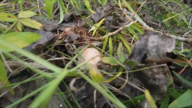 #Павлодарская Рыбалка-Грибалка )))??Август 2022. смотреть онлайн