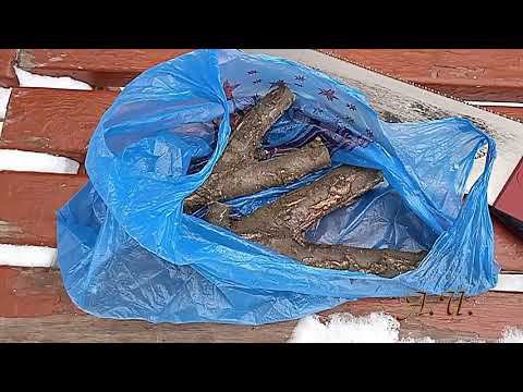 Рогатки из ветки абрикоса. смотреть онлайн