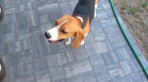 ШЕРЛОК ХОЧЕТ БЫТЬ МАЛЫШОМ. БРОС ШОУ ПЕТ.