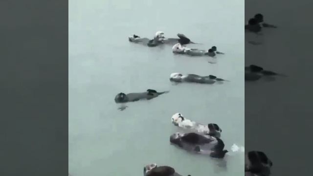 Веселится большая семья.