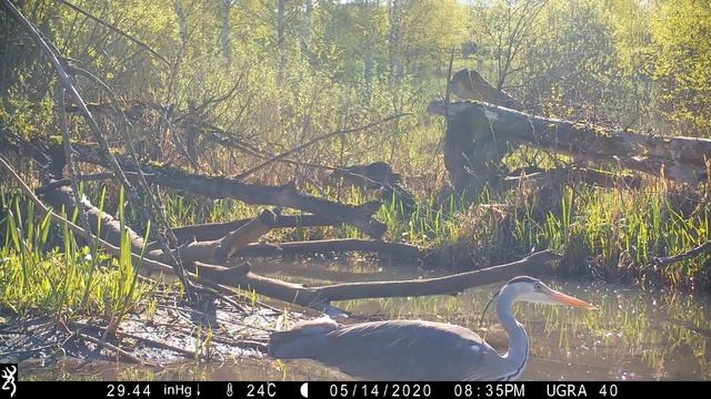 Цапля у реки. Есть рыбку и улетает смотреть онлайн