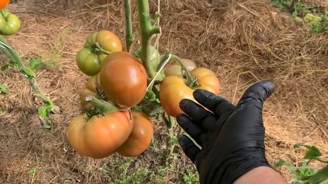 Обзор сортов томатов.Сезон 2020г. Часть 15. смотреть онлайн