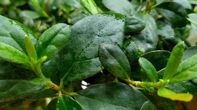 Комнатные цветы: АЗАЛИЯ ЛЕТО ЖАРА ЦВЕТЕНИЕ смотреть онлайн