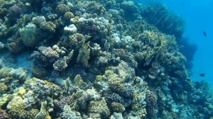 Коралловый риф у острова Хашиш. Бухта Sahl Hasheesh, Красное море, Египет.