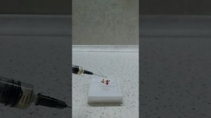 ПРИГОТОВЛЕНИЕ ПРЕПАРАТА ИЗ КОЖИЦЫ ЛУКА