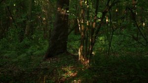 Красивое пение и щебетание птиц для медитации, расслабления, отдыха