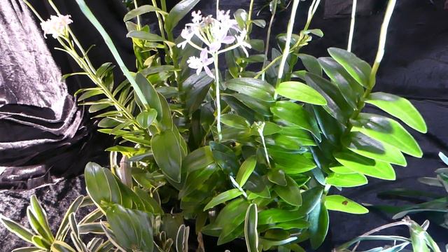 Epidendrum radicans hybr. смотреть онлайн
