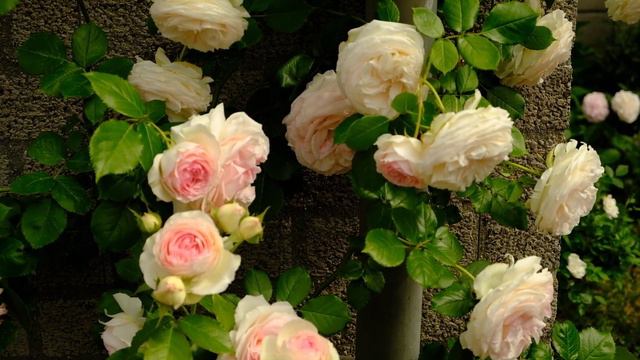 HOA HỒNG LEO PHÁP PIERRE DE RONSARD HAY CÒN GỌI LÀ EDEN KHOE SẮC NGỌT NGÀO ĐẮM SAY смотреть онлайн