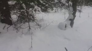Лайки поймали кабана. Охота с лайками на кабана./ Laika caught boar. Hunting for wild boar with dog