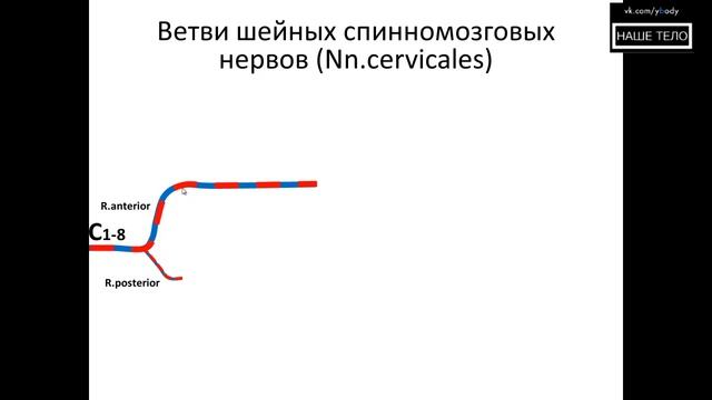 Видеокурс по анатомии человека. Формирование спинномозгового нерва и шейное сплетение