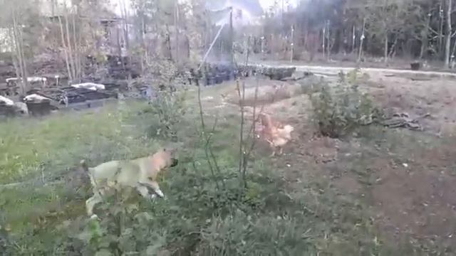 Курица против щенка🐔vs🐕 смотреть онлайн