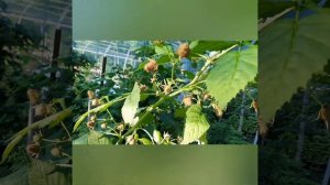 Обзор сортов Малиновая гряда и Самохвал