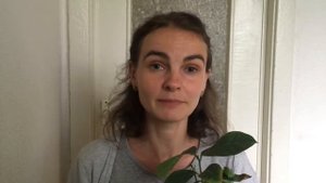 Лимон Павловский. Какое удобрение использовать при выращивании цитрусовых?